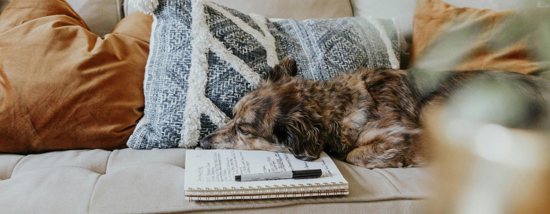 a cat sleeping on a couch